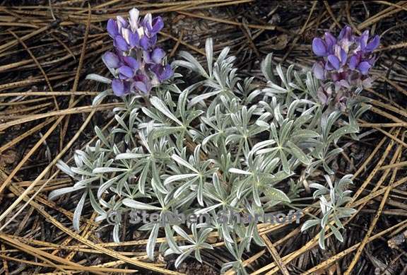 lupinus sp 3 graphic